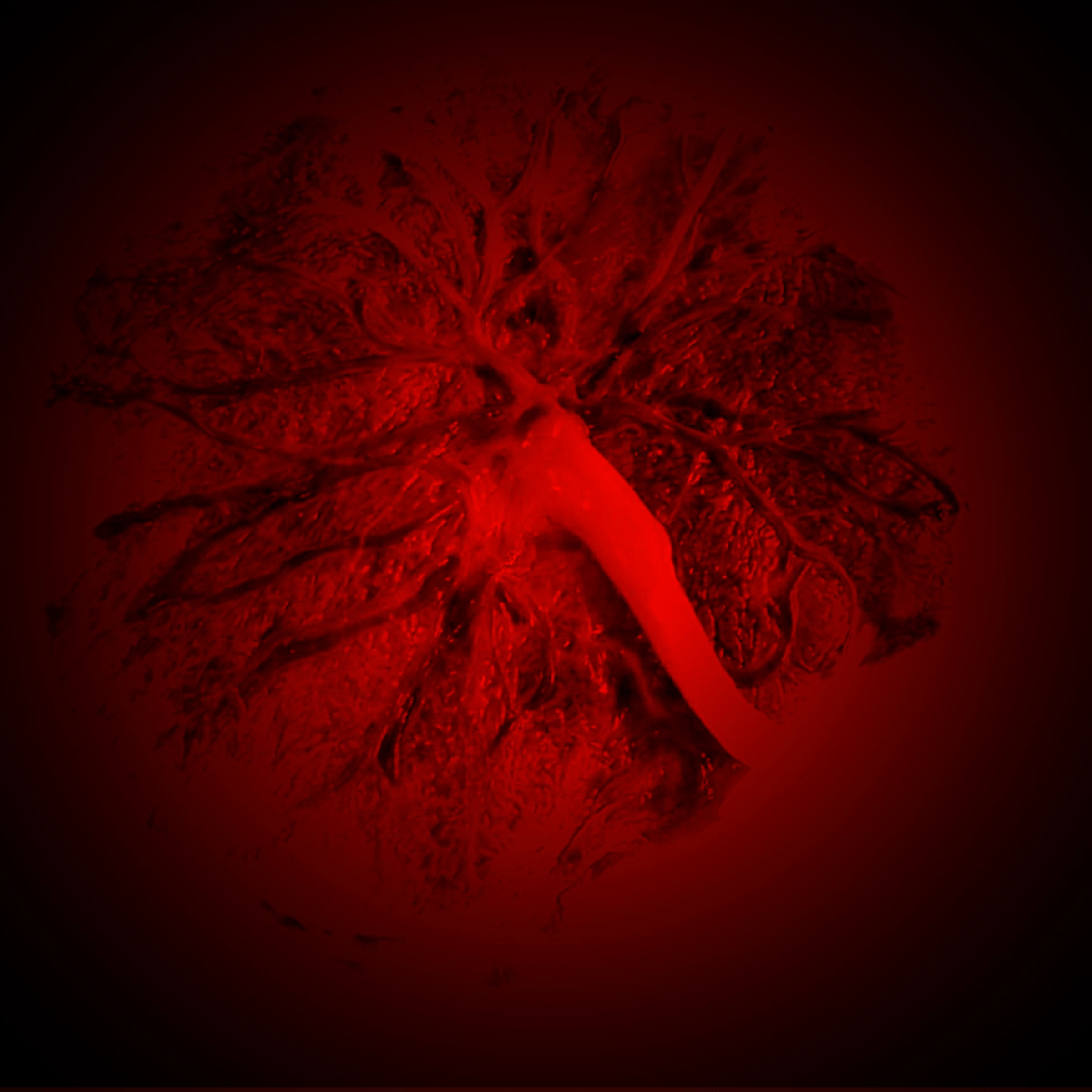 A red-toned placenta image, seen as a pre-world atmosphere.