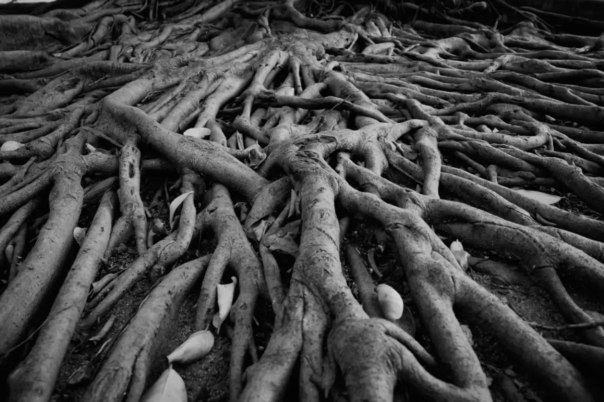 a rhizome